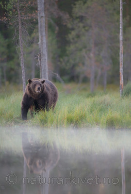 BB 10 0096 / Ursus arctos / Brunbjørn